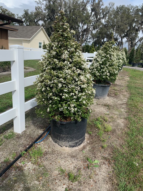 viburnum-obovatum-densa-walters-viburnum