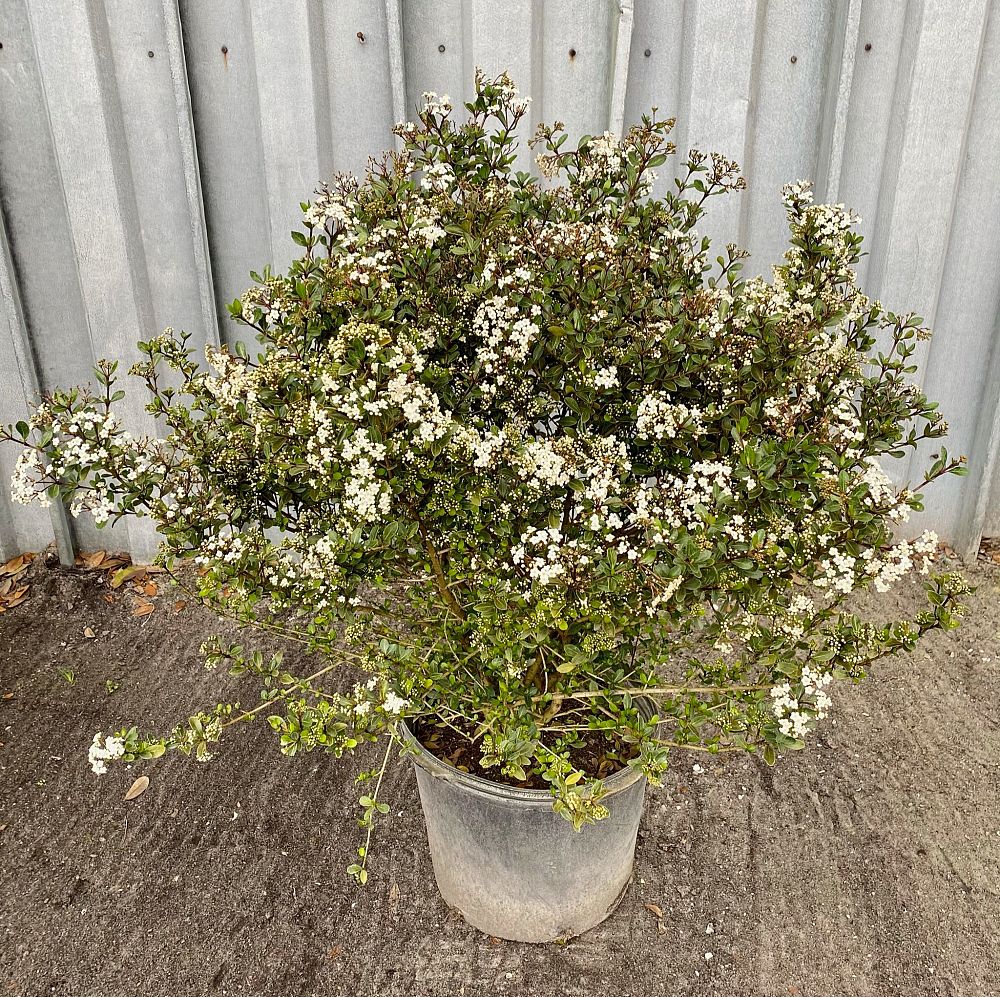 viburnum-obovatum-densa-walters-viburnum