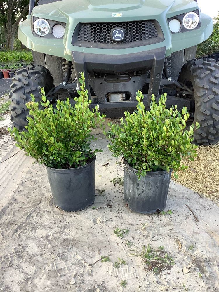 viburnum-obovatum-densa-walters-viburnum