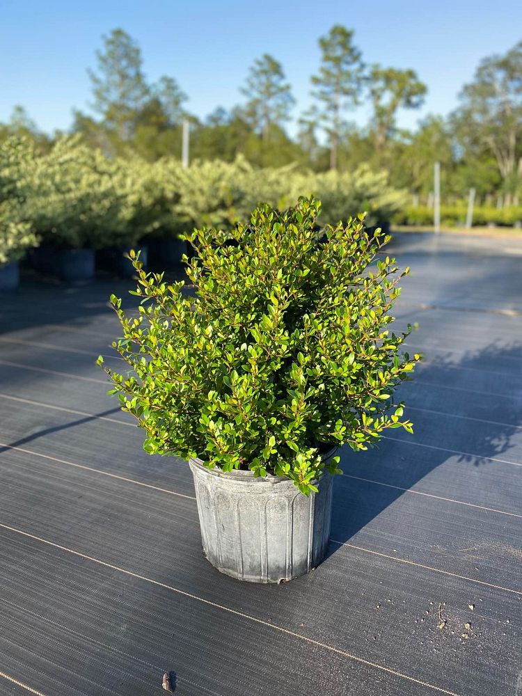viburnum-obovatum-densa-walters-viburnum