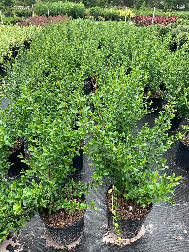 viburnum-obovatum-densa-walters-viburnum