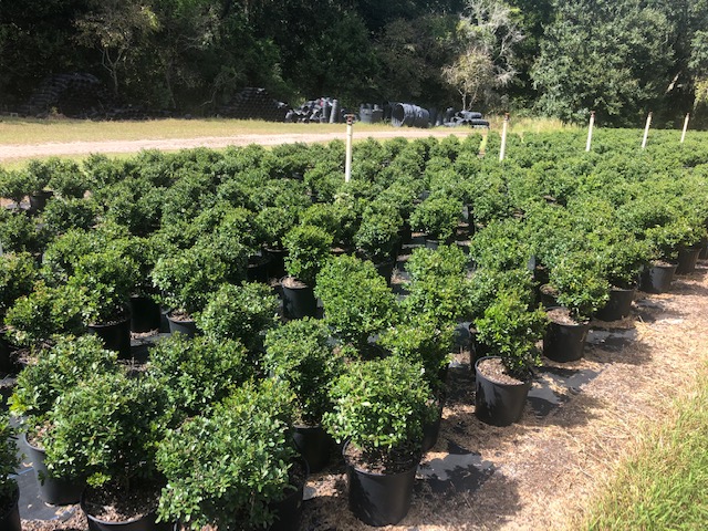 viburnum-obovatum-densa-walters-viburnum