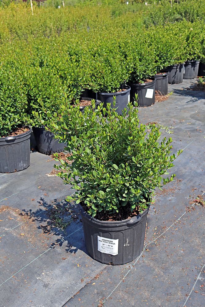 viburnum-obovatum-densa-walters-viburnum