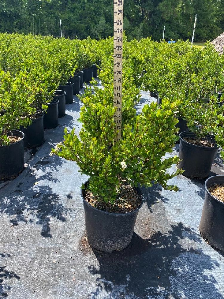 viburnum-obovatum-densa-walters-viburnum