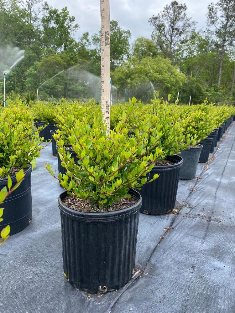 viburnum-obovatum-densa-walters-viburnum