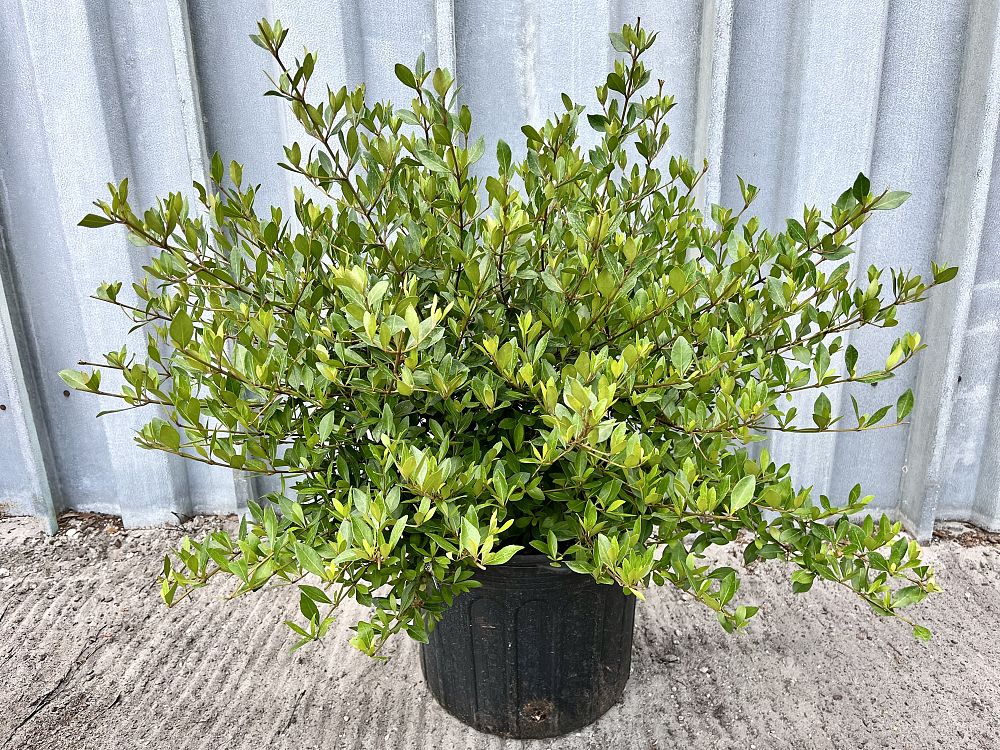 viburnum-obovatum-densa-walters-viburnum