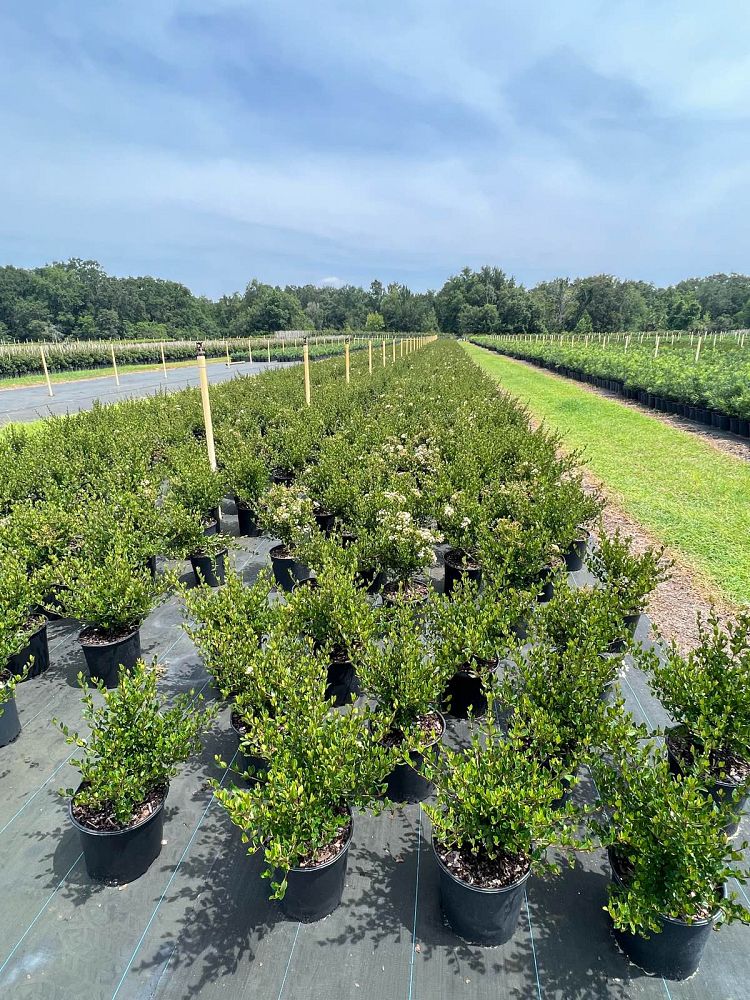 viburnum-obovatum-densa-walters-viburnum