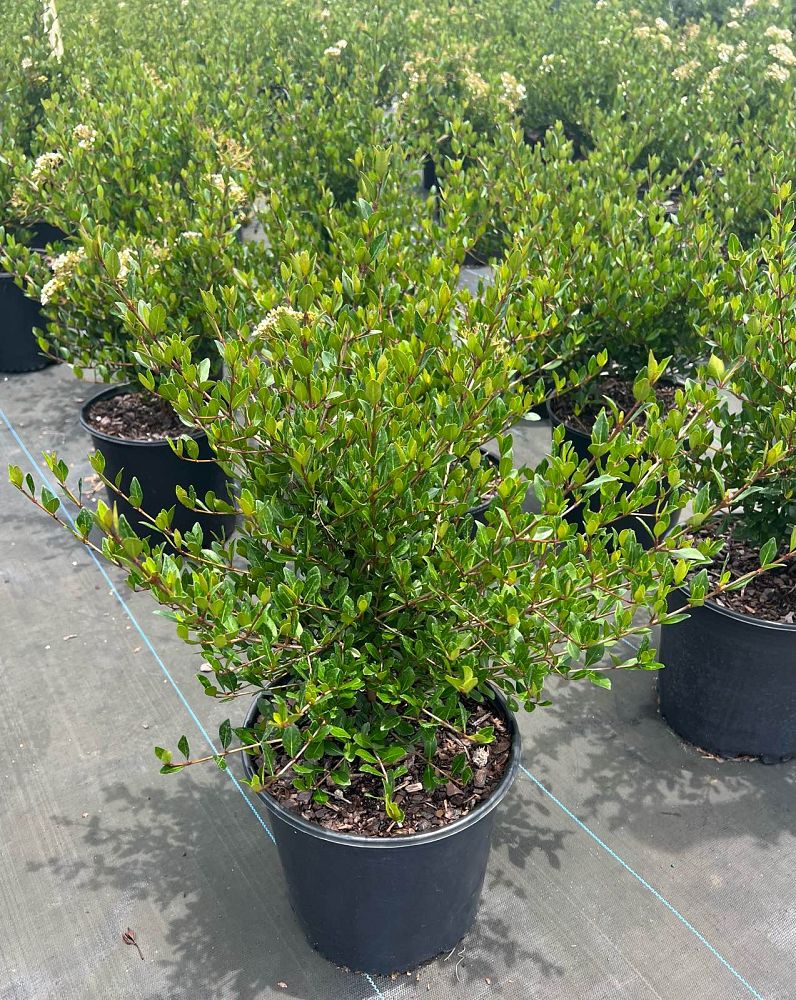 viburnum-obovatum-densa-walters-viburnum