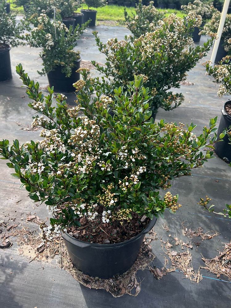 viburnum-obovatum-densa-walters-viburnum