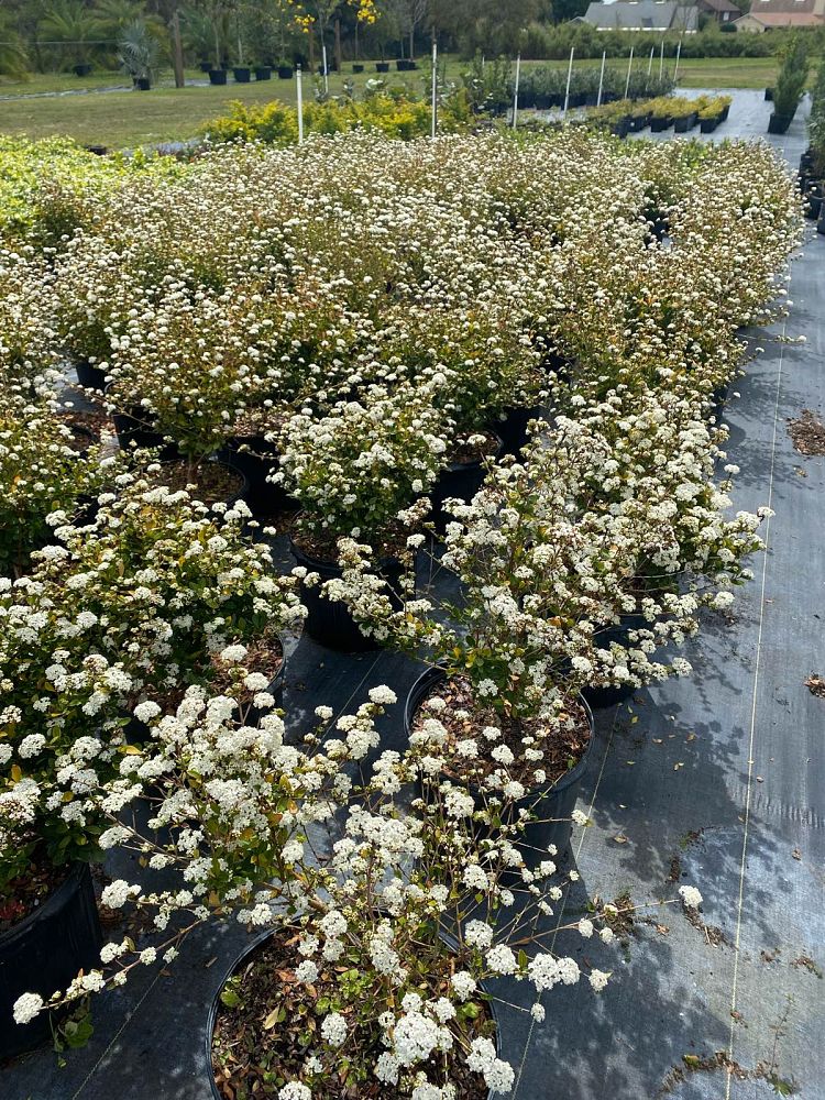 viburnum-obovatum-densa-walters-viburnum