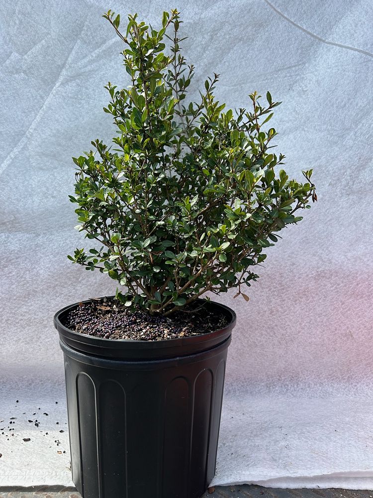 viburnum-obovatum-densa-walters-viburnum