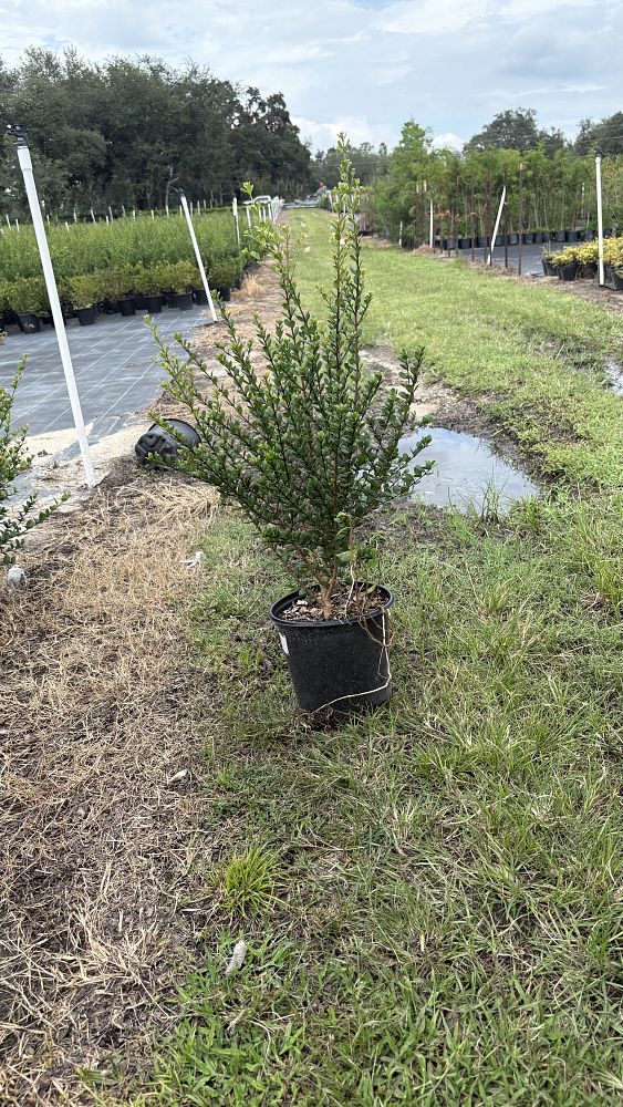viburnum-obovatum-densa-walters-viburnum