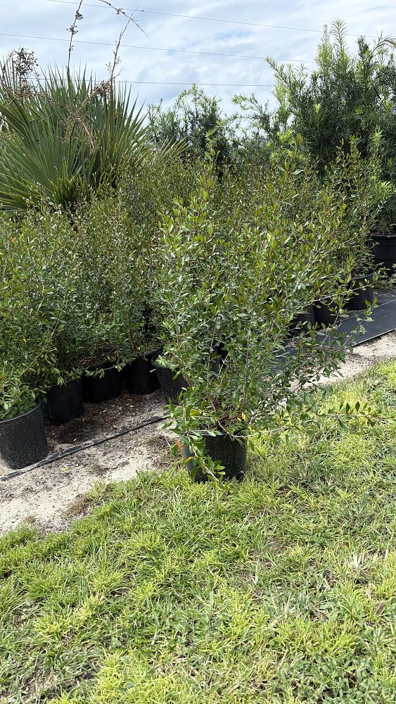 viburnum-obovatum-densa-walters-viburnum