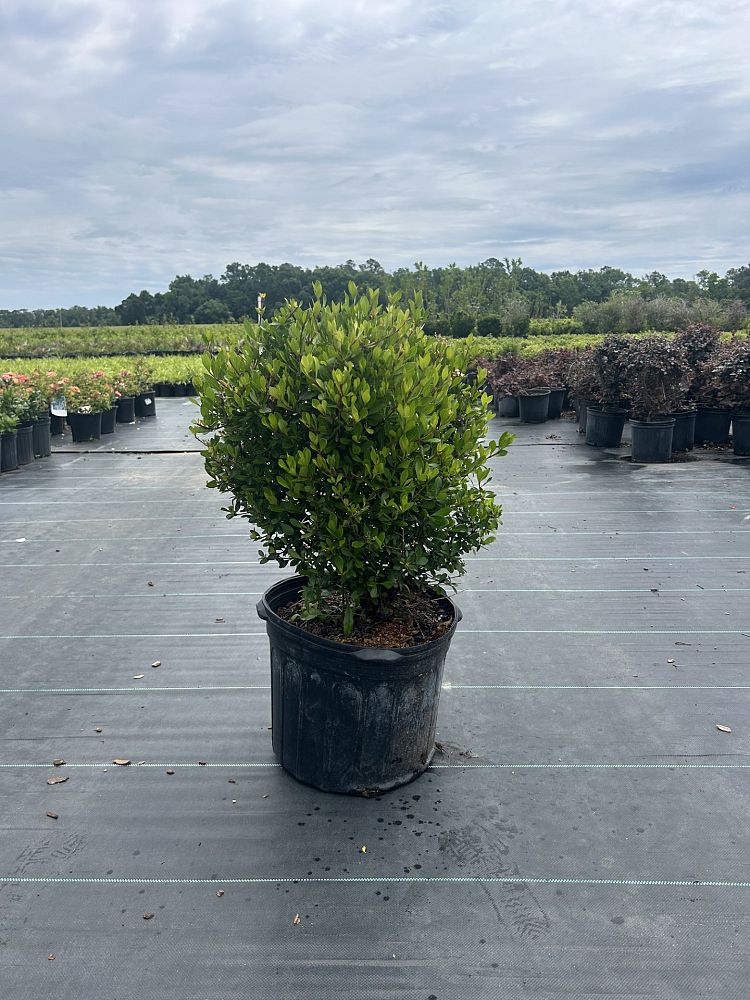 viburnum-obovatum-densa-walters-viburnum