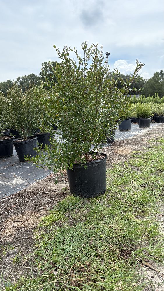 viburnum-obovatum-densa-walters-viburnum