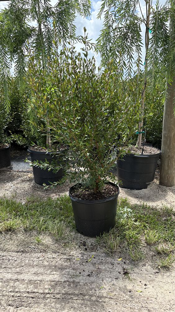 viburnum-obovatum-densa-walters-viburnum