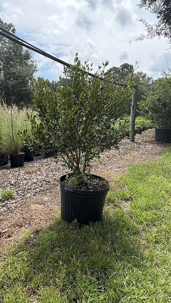 viburnum-obovatum-densa-walters-viburnum