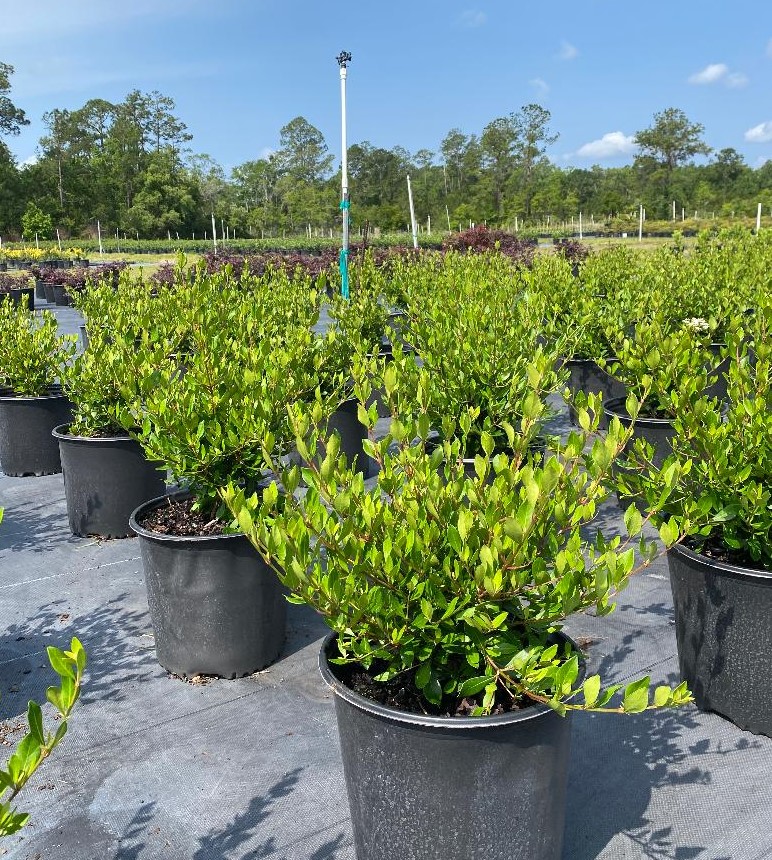 viburnum-obovatum-densa-walters-viburnum