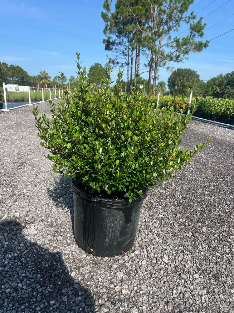 viburnum-obovatum-densa-walters-viburnum