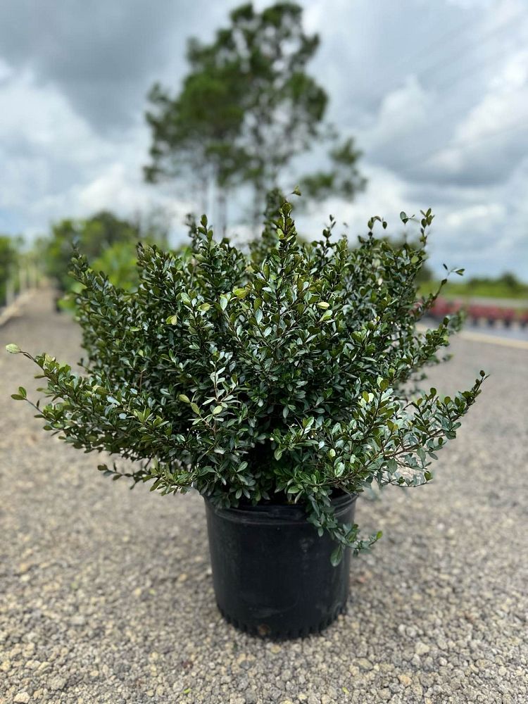 viburnum-obovatum-densa-walters-viburnum