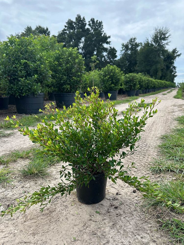 viburnum-obovatum-densa-walters-viburnum