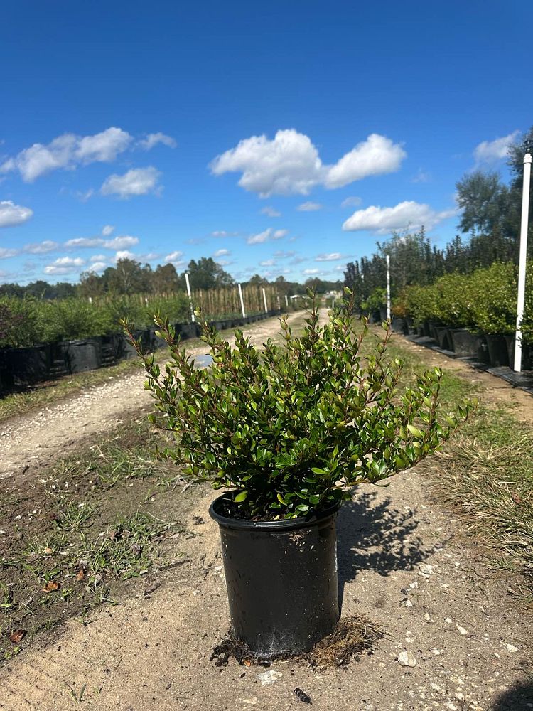 viburnum-obovatum-densa-walters-viburnum