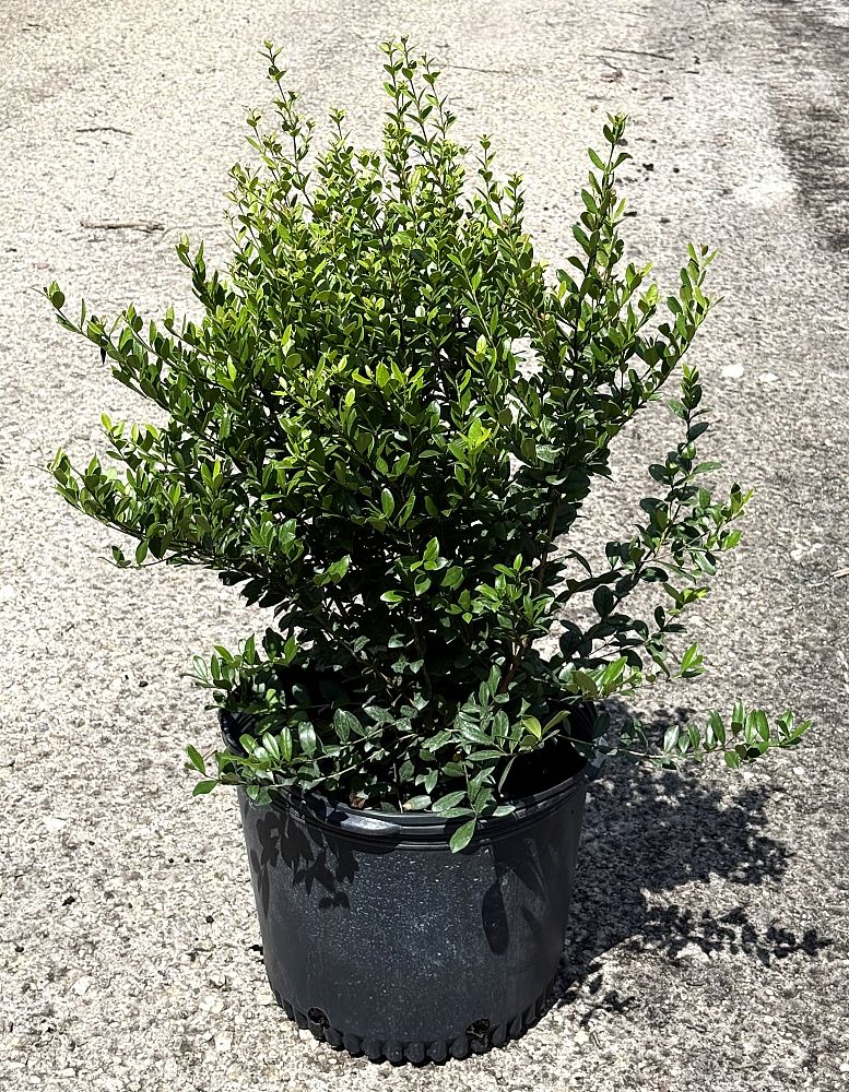 viburnum-obovatum-densa-walters-viburnum