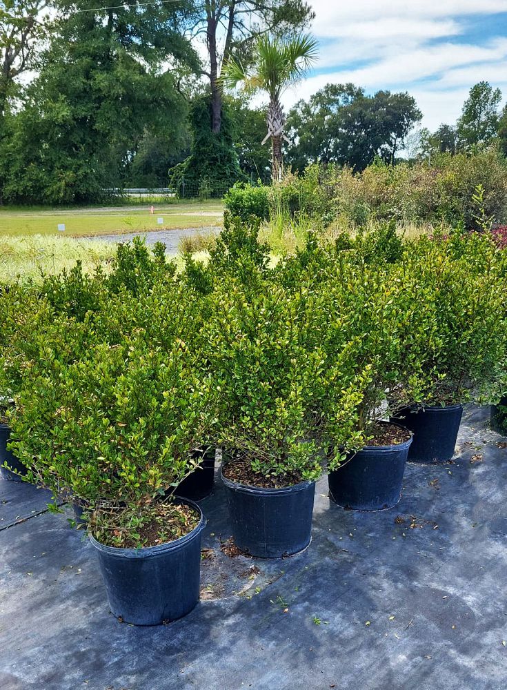 viburnum-obovatum-densa-walters-viburnum