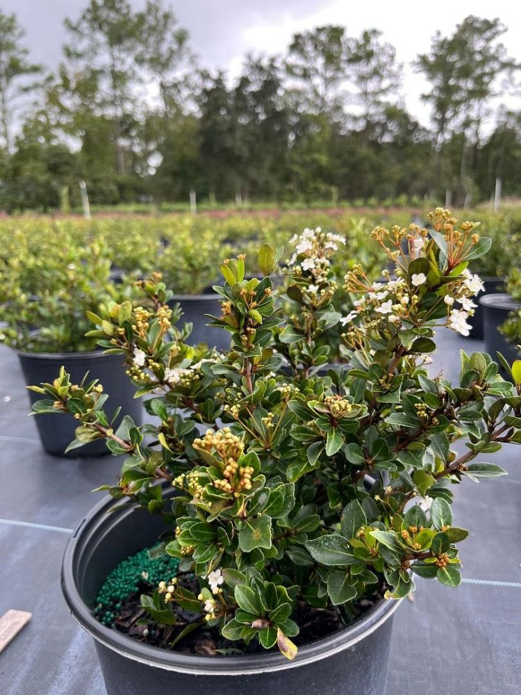 viburnum-obovatum-densa-walters-viburnum