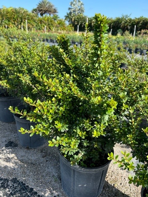 viburnum-obovatum-everleaf-walters-viburnum
