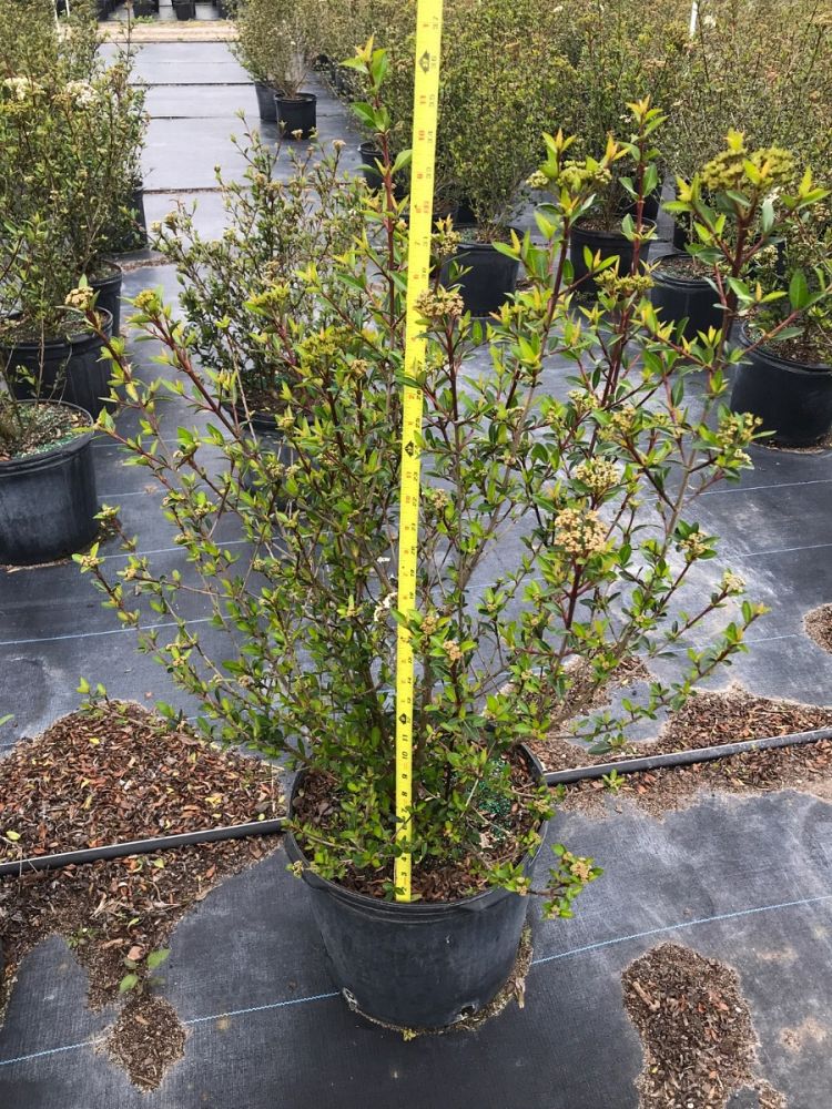 viburnum-obovatum-grande-select-walters-viburnum