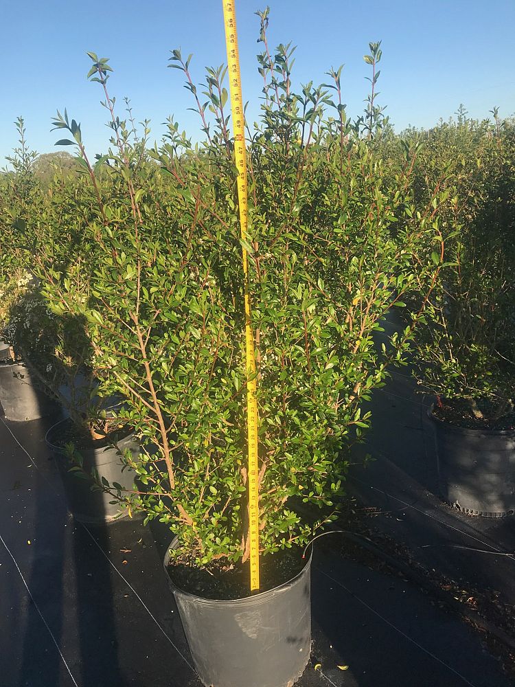 viburnum-obovatum-grande-select-walters-viburnum