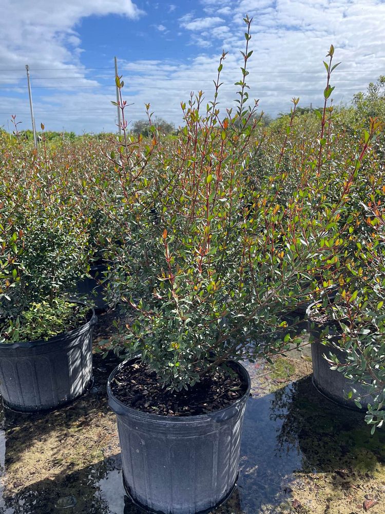 viburnum-obovatum-grande-select-walters-viburnum