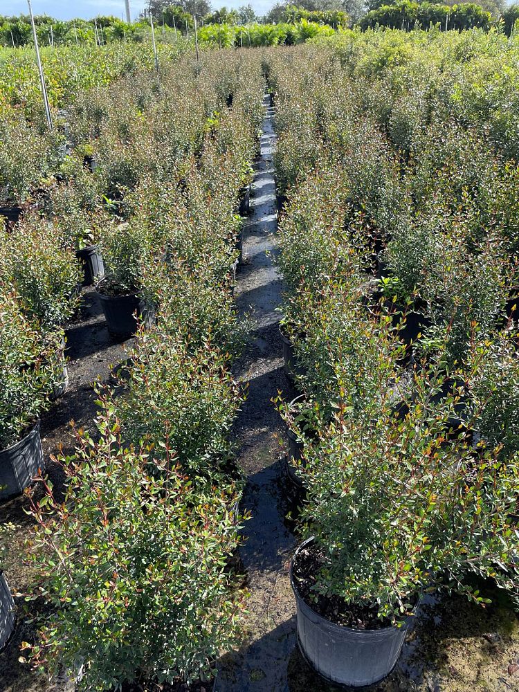 viburnum-obovatum-grande-select-walters-viburnum