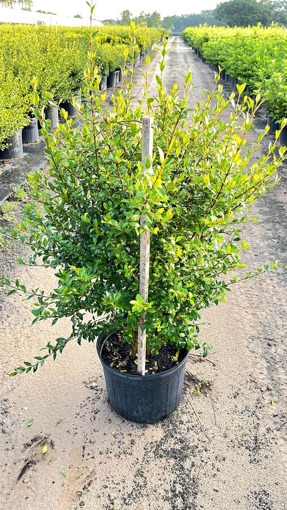 viburnum-obovatum-grande-select-walters-viburnum
