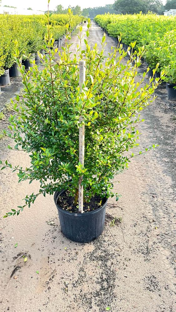 viburnum-obovatum-grande-select-walters-viburnum