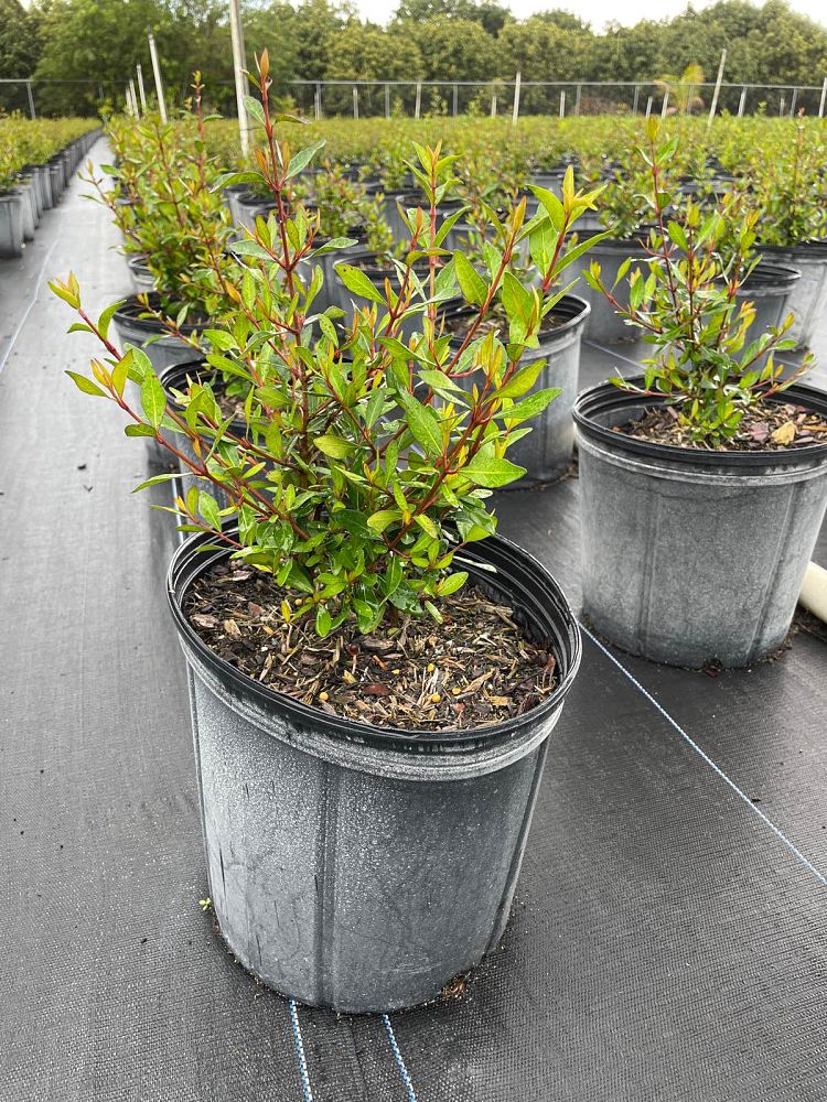 viburnum-obovatum-grande-select-walters-viburnum