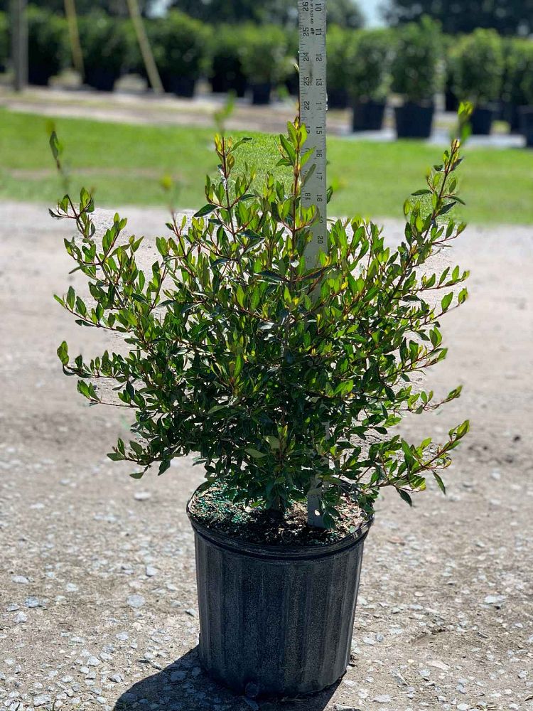 viburnum-obovatum-grande-select-walters-viburnum