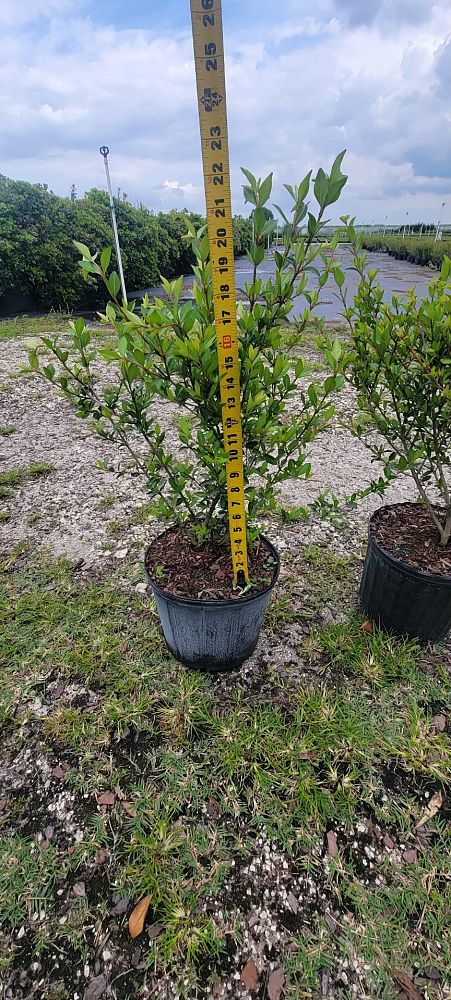 viburnum-obovatum-grande-select-walters-viburnum