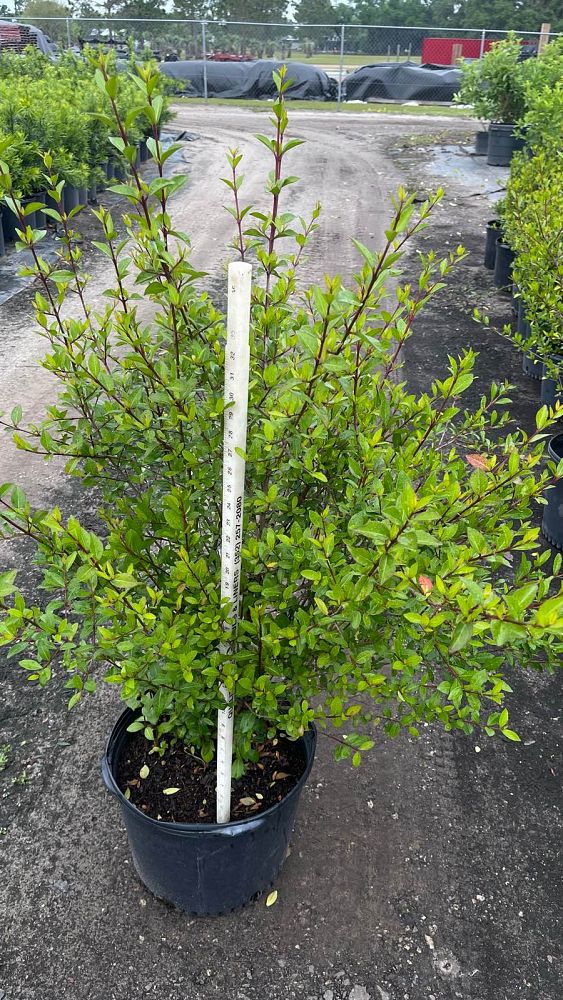 viburnum-obovatum-grande-select-walters-viburnum