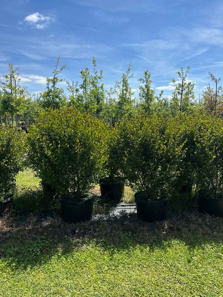 viburnum-obovatum-grande-select-walters-viburnum