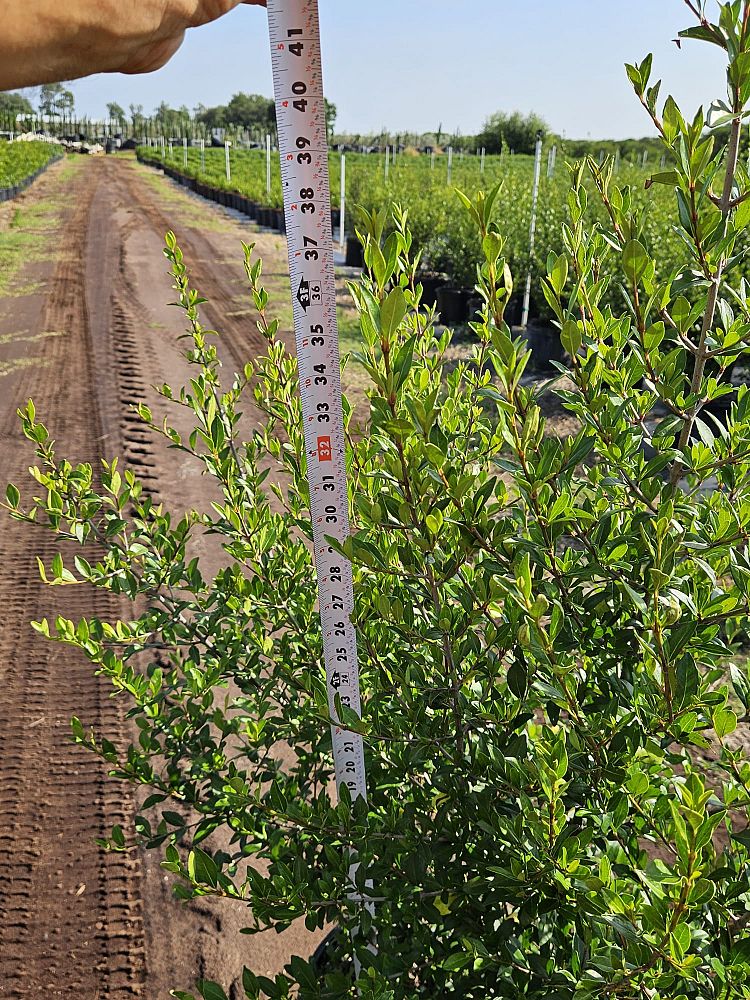 viburnum-obovatum-grande-select-walters-viburnum