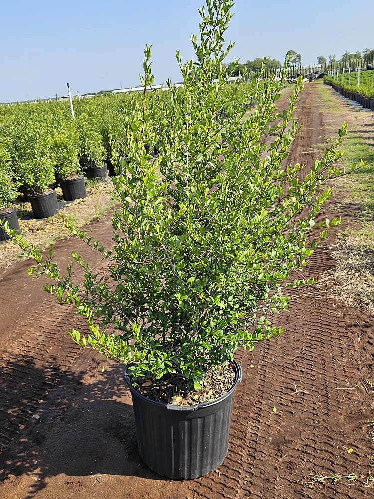 viburnum-obovatum-grande-select-walters-viburnum