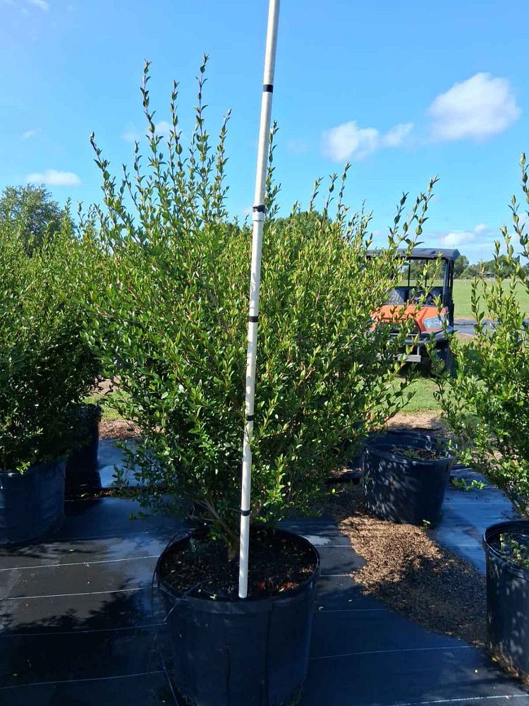 viburnum-obovatum-grande-select-walters-viburnum
