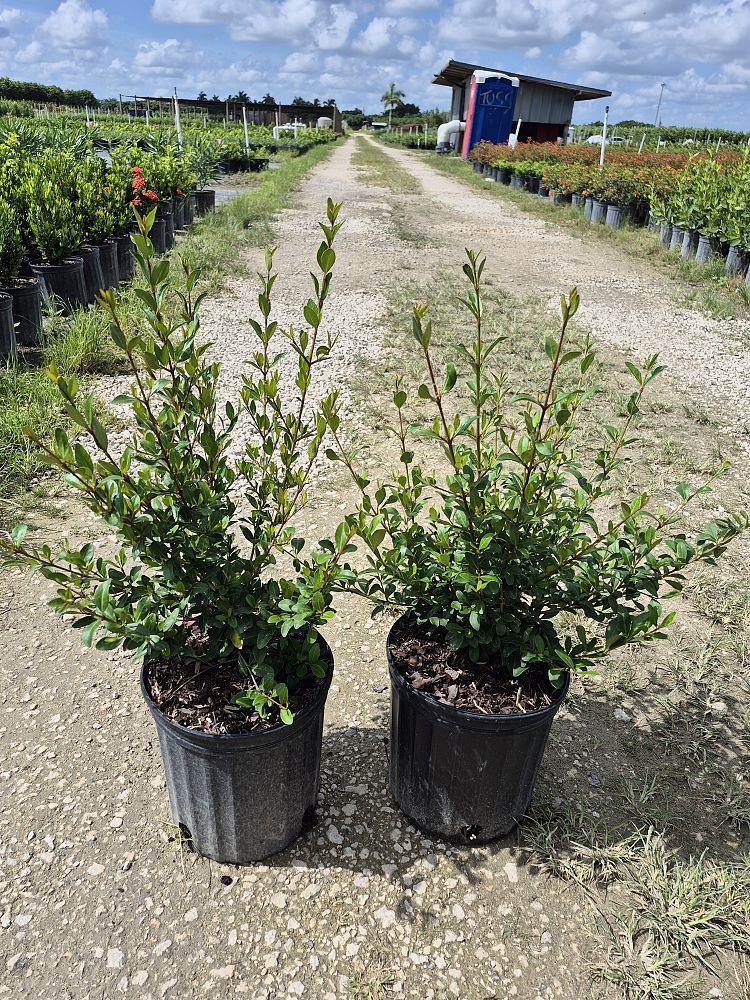 viburnum-obovatum-grande-select-walters-viburnum