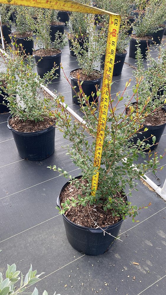 viburnum-obovatum-grande-select-walters-viburnum