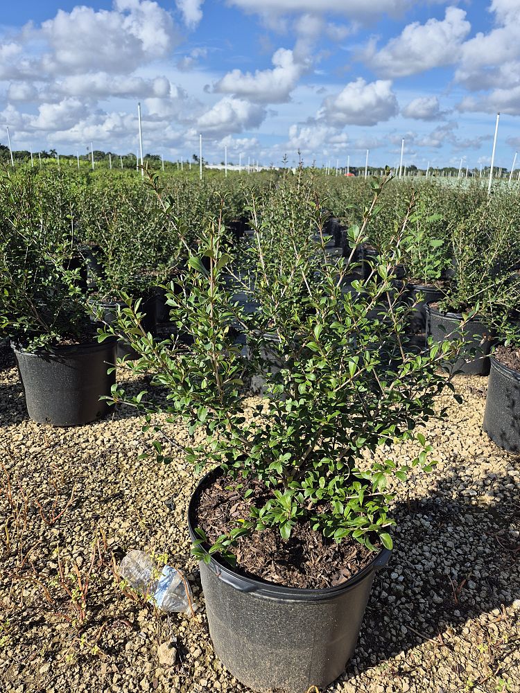 viburnum-obovatum-grande-select-walters-viburnum