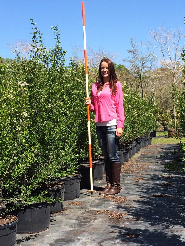 viburnum-obovatum-grande-walters-viburnum