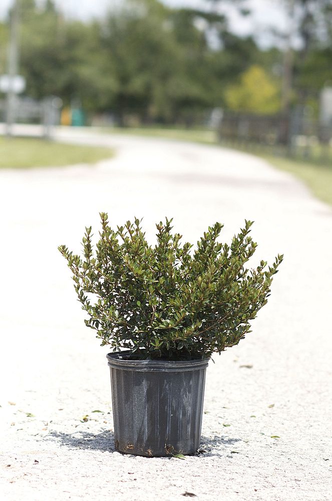 viburnum-obovatum-mrs-schiller-s-delight-viburnum