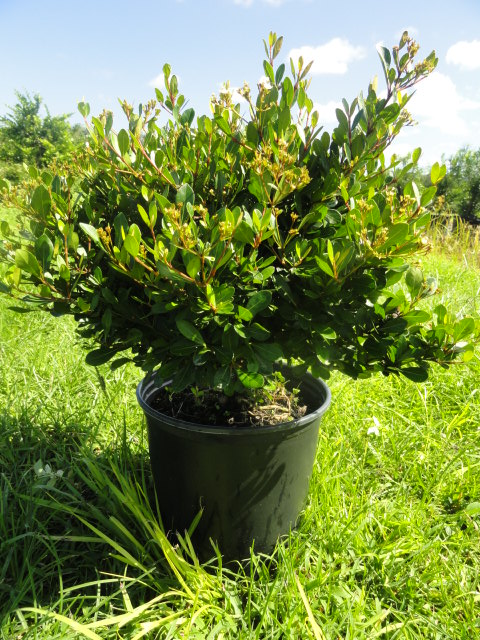 viburnum-obovatum-mrs-schiller-s-delight-viburnum
